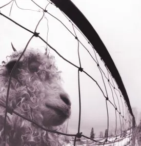 Pearl Jam - Vs. [Remastered] (Vinyl/LP)